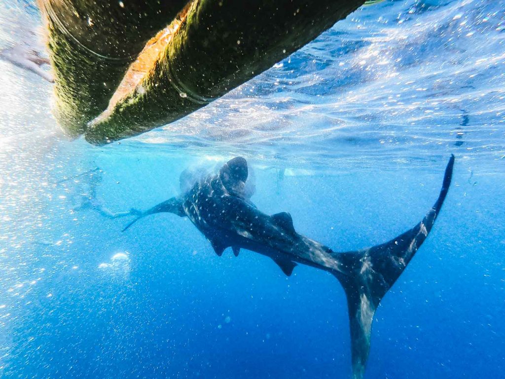 Philippines: Oslob à Cebu