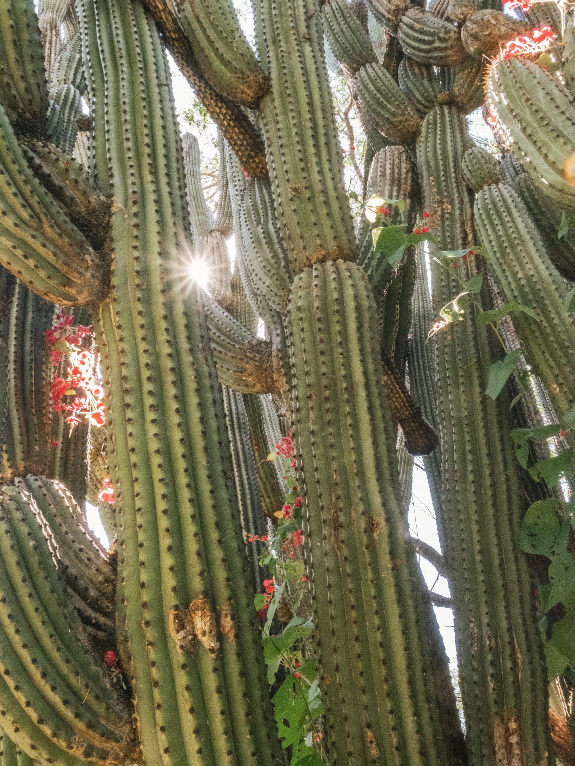 Cactus et fleurs, BCS 