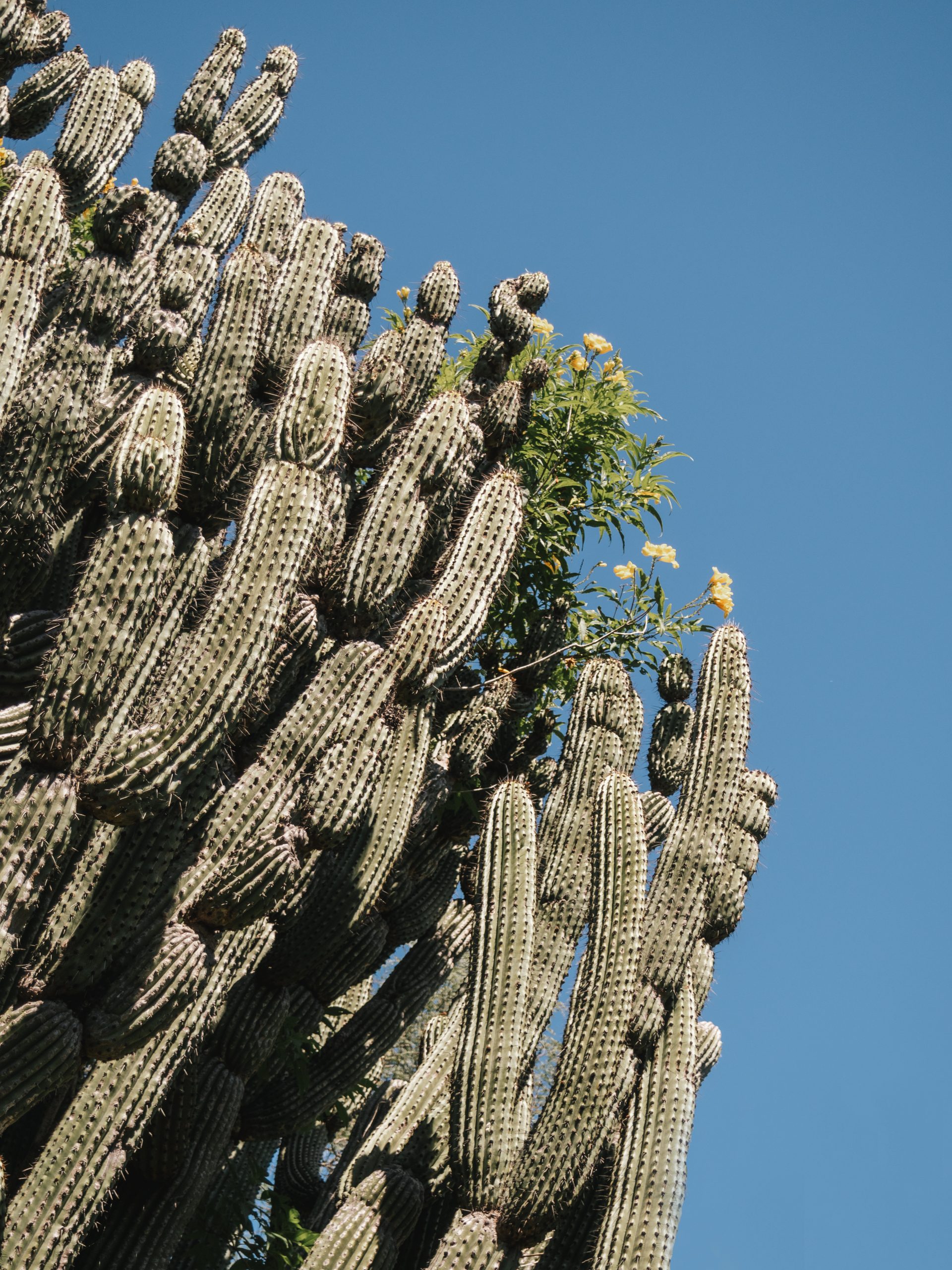 Cactus centenaire - BCS