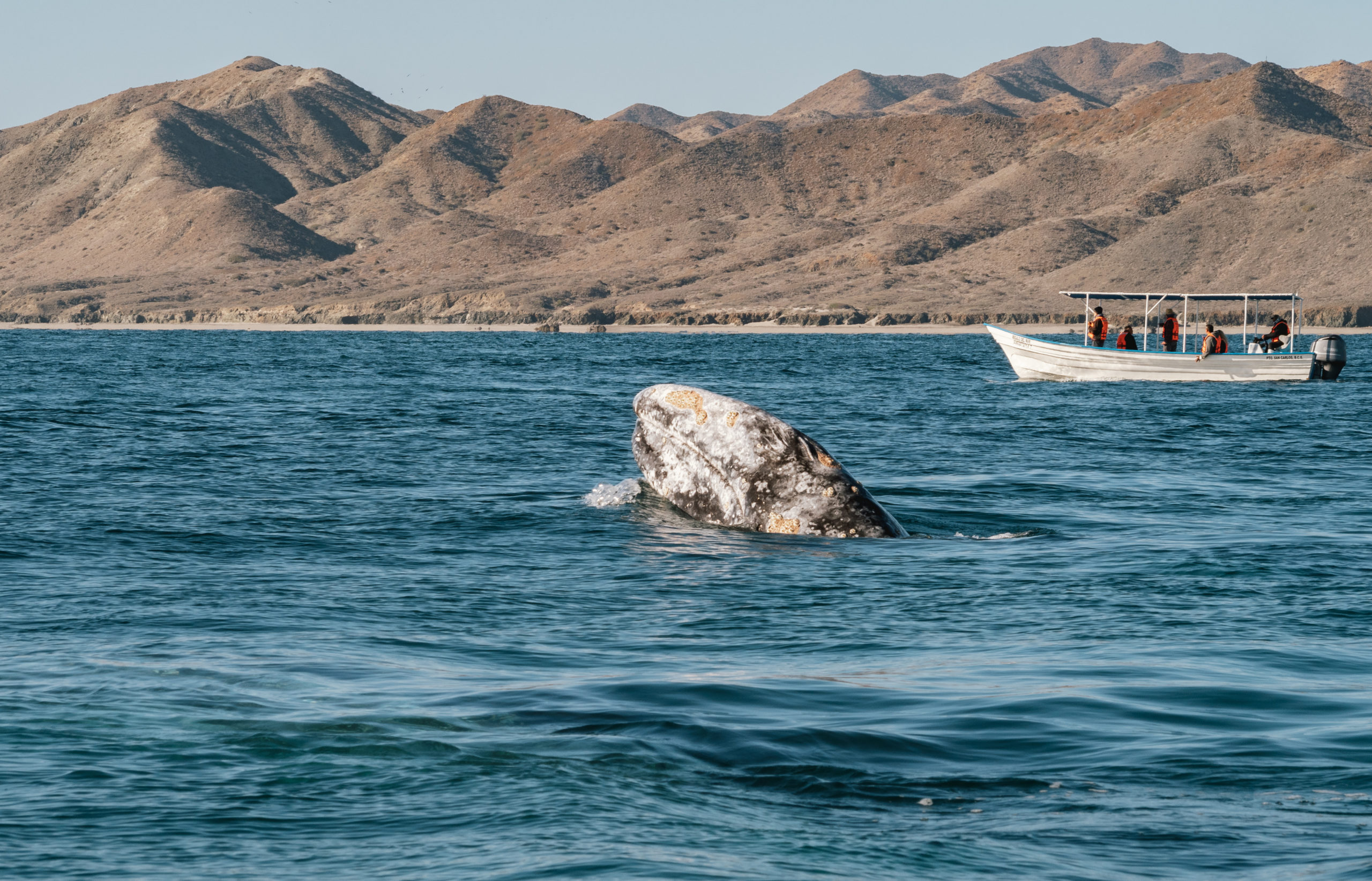 Baleine grise en Baja California Sur