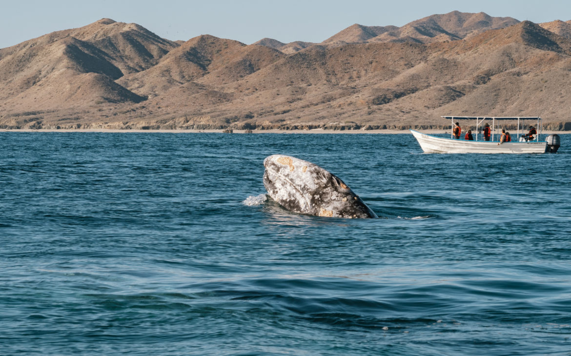 Où voir les baleines en Basse-Californie