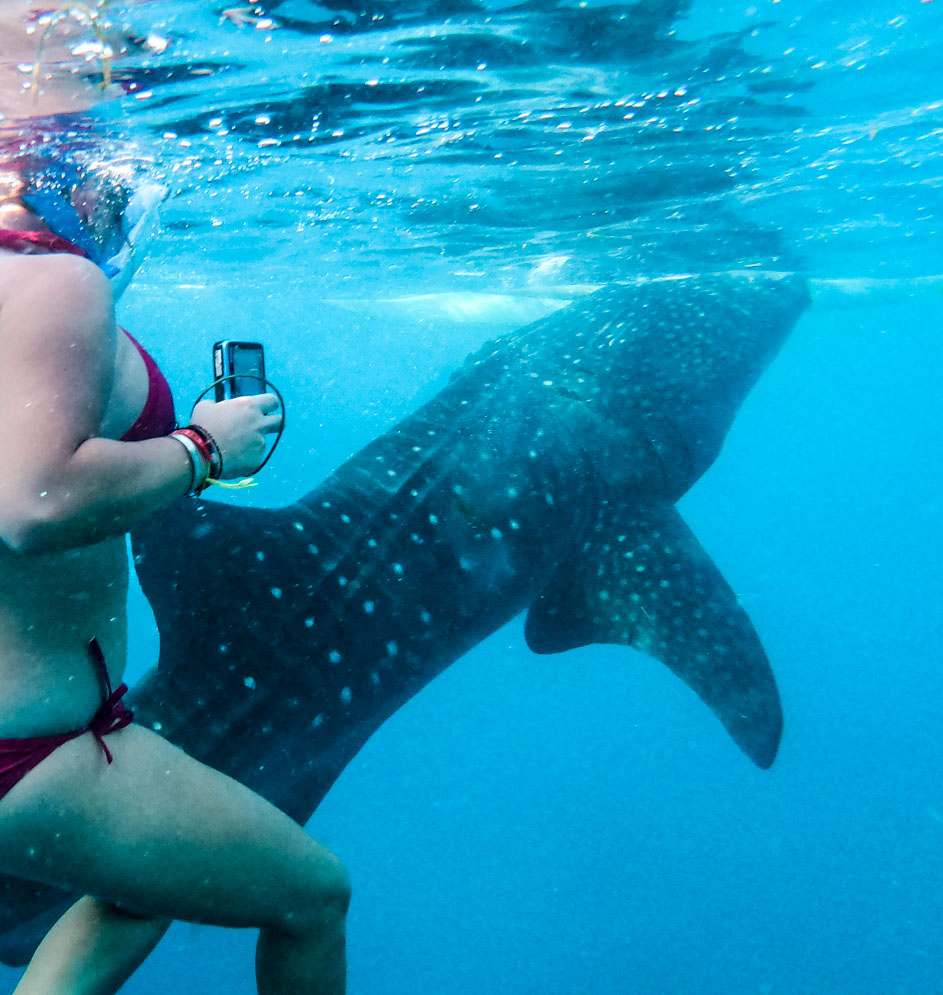 Vicky de Nomade Amoureux avec avec un requin-baleine