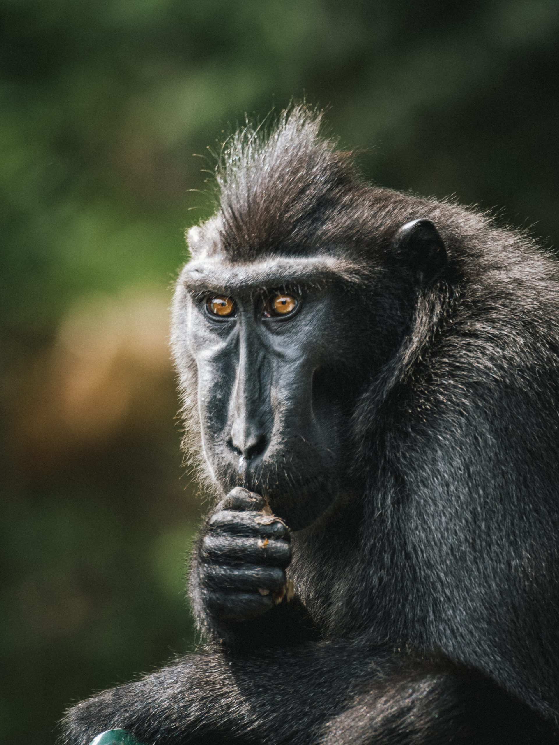 Macaque a crete noir en Indonésie