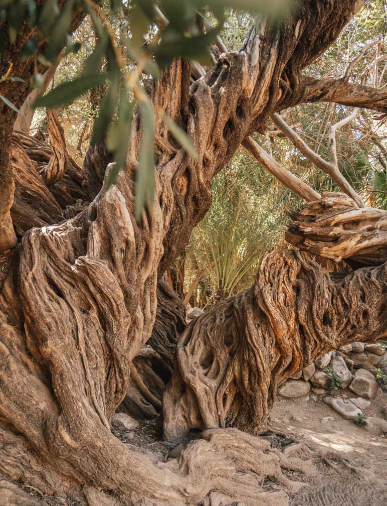 Tronc d'arbre d'olivier de 300 ans. 