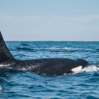 Une rencontre mémorable, de quelques tonnes, de ce gros mâle et sa famille ! 🤍🖤

📸 : 150-300 mm ( téléobjectif) 

La dernière photo a été tirée d’une vidéo pendant que Vicky nage a leurs côtés 🐼🖤🤍🌊
✔️ plus d’image sur la page Facebook de @nomadeamoureux 

#killerswhales #orcas #orcawhale #bcs #bajacaliforniasur #mercortez #cortezsea #fearless #snorkelingwithorcas #expatlife #expatliving #respectnature #diving